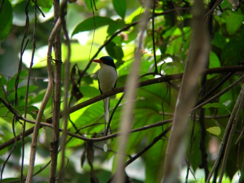 DSCN0757 Common Paradise-kingfisher (Tanysiptera galatea).jpg