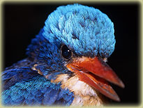 Kofiau Paradise-Kingfisher Tanysiptera ellioti.jpg