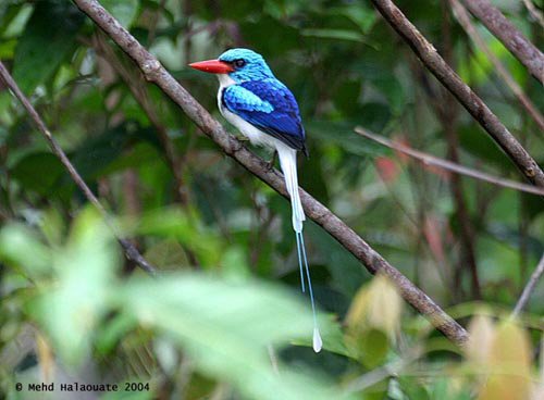 Biak Paradise-Kingfisher Tanysiptera riedelii.jpg