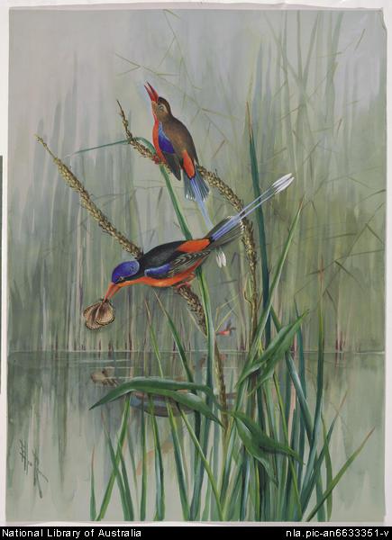 Brown-headed Paradise-kingfisher (Tanysiptera danae).jpg