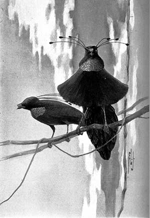 1929 11-12 03 Wahnes\'s Parotia (Parotia wahnesi) bird-of-paradise.jpg