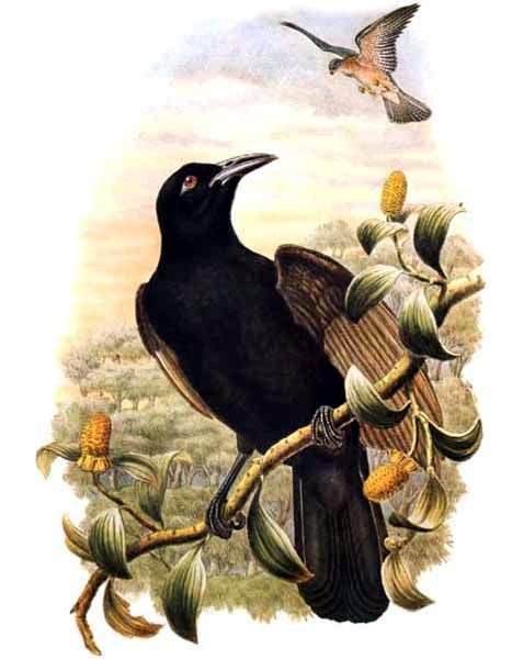 Lycocorax pyrrhopterus by Bowdler Sharpe Paradise Crow, Lycocorax pyrrhopterus.jpg