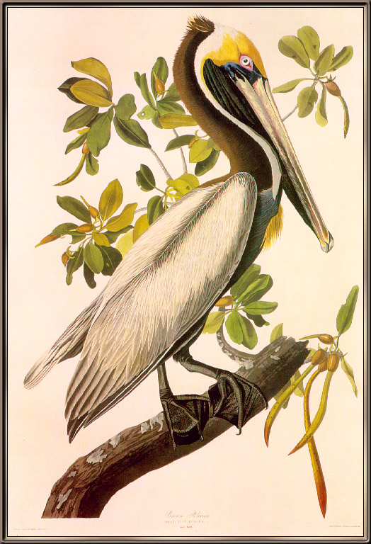 Audubon Brown-Pelican-sj.jpg