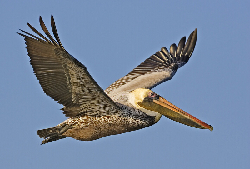 Brown pelican - natures pics Brown Pelican (Pelecanus occidentalis).jpg