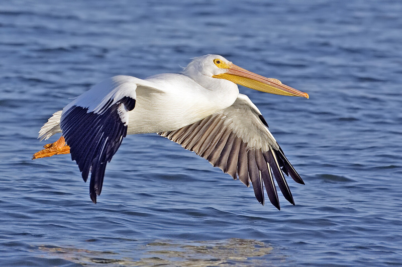 White pelican02 - natures pics-American White Pelican (Pelecanus erythrorhynchos).jpg