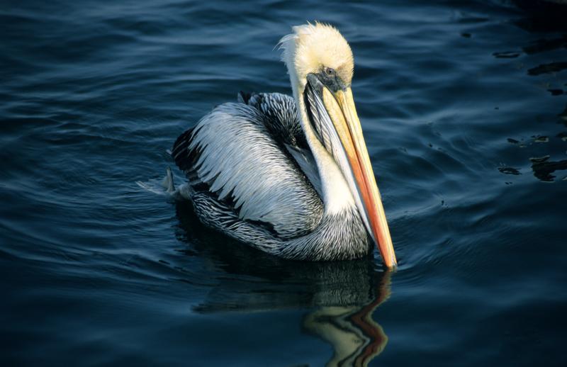 Peru pelican-Peruvian Pelican (Pelecanus thagus).jpg