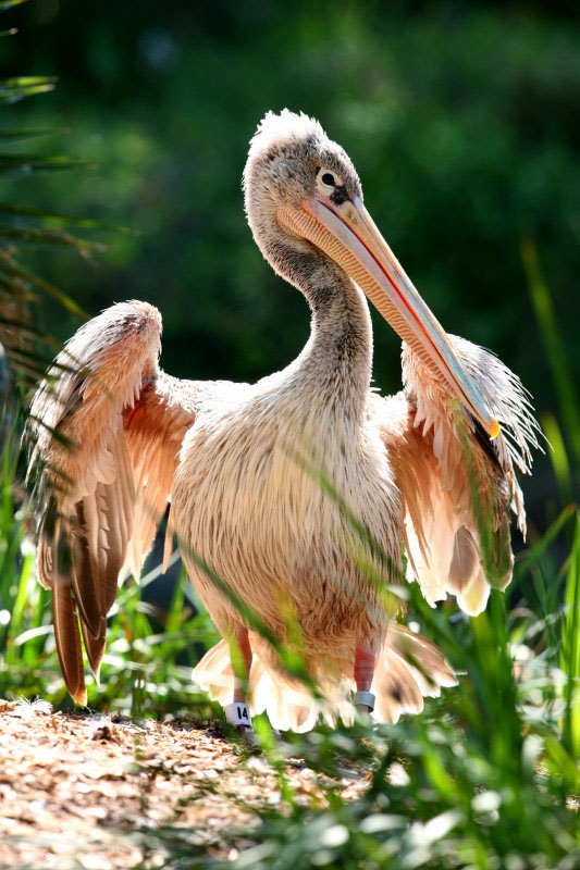 75923093.lOoJxWty-Pink-backed Pelican (Pelecanus rufescens).jpg