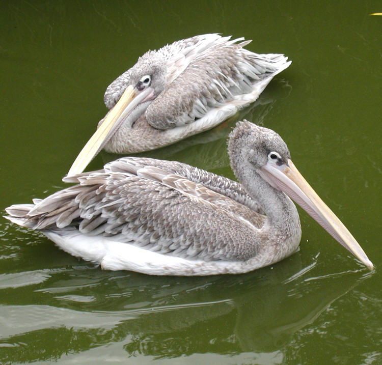 Pink-backed.pelican.750pix-Pink-backed Pelican Pelecanus rufescens.jpg
