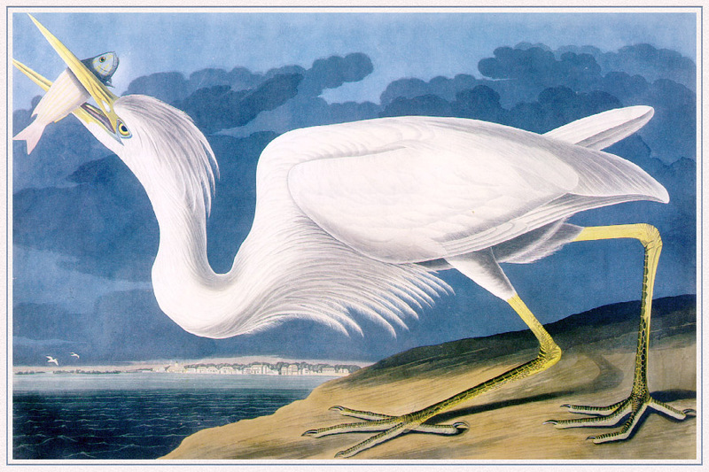 Audubon Great-White-Heron-sj.jpg