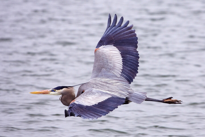 Great blue heron - natures pics-Great Blue Heron, Ardea herodias.jpg