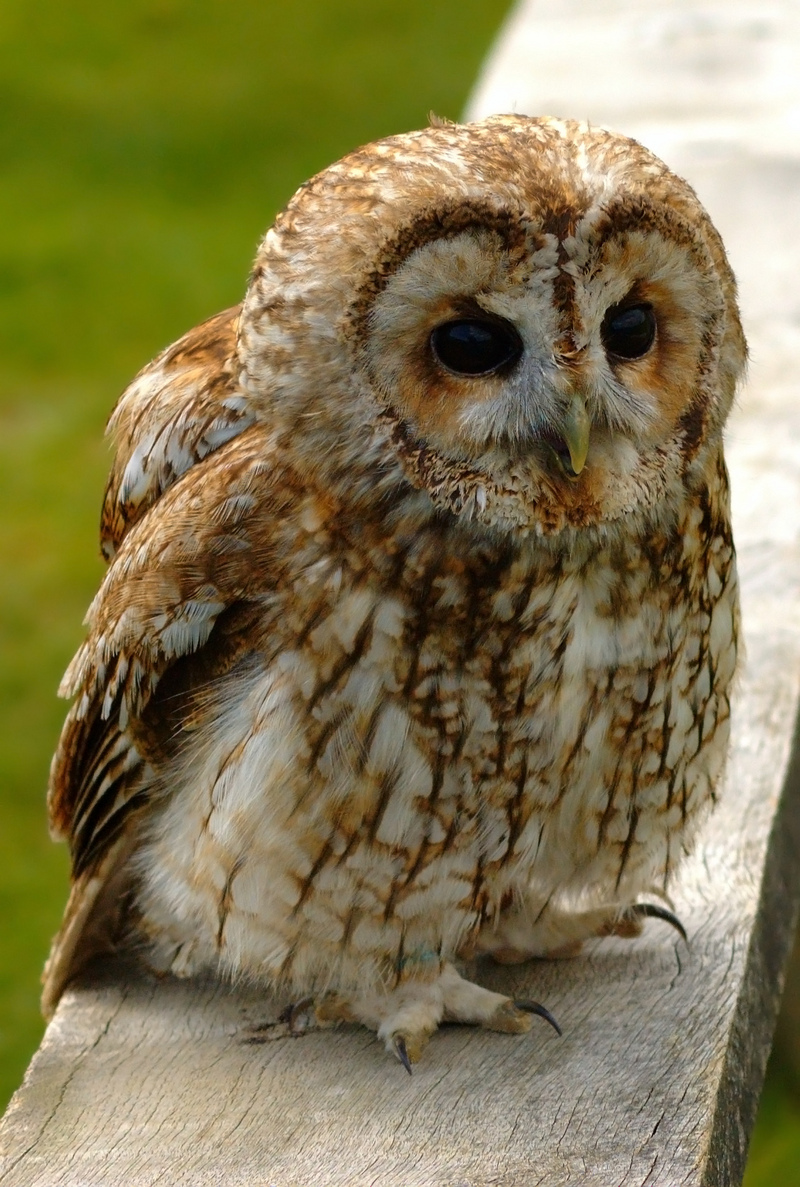 Tawny wiki edit1-Tawny Owl (Strix aluco).jpg