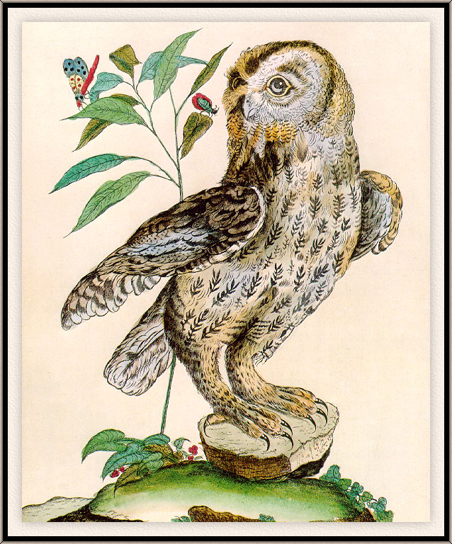 Bouchard Tawny-Owl-sj.jpg