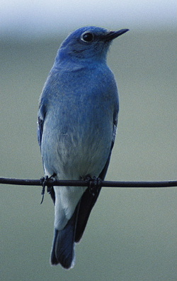 Mountainbluebird30-Mountain Bluebird, Sialia currucoides.jpg