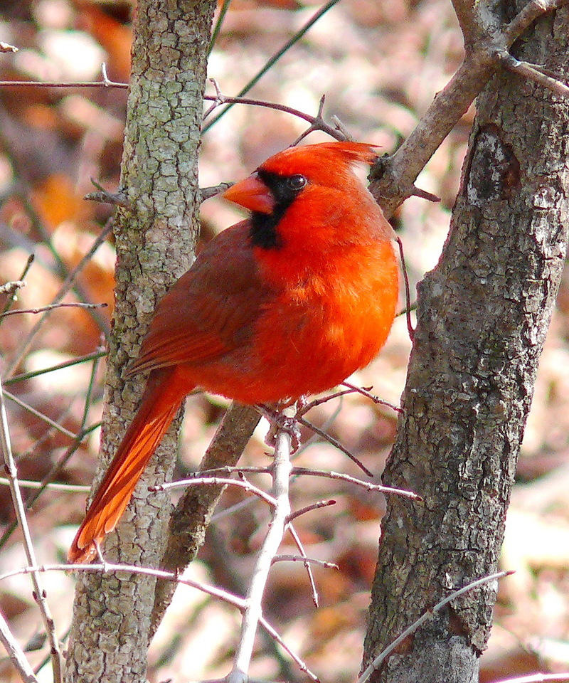Northern Cardinal Male-27527-Northern Cardinal (Cardinalis cardinalis).jpg