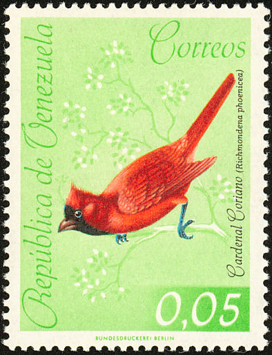 vzu196201l Vermilion Cardinal (Cardinalis phoeniceus).jpg