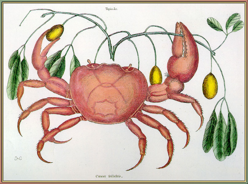 Catesby Land-Crab-sj.jpg