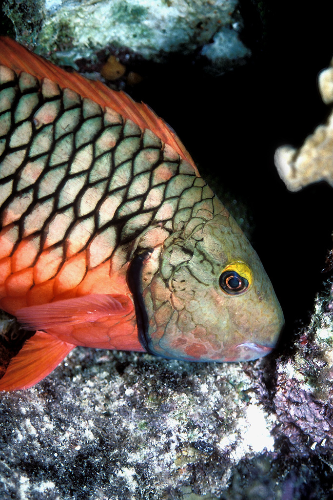 Sparisoma viride-Stoplight parrotfish, Sparisoma viride.jpg