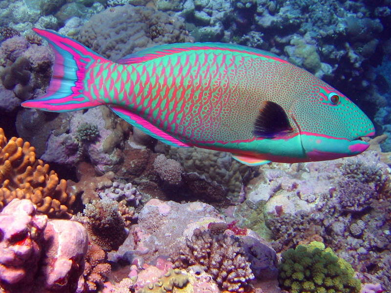 Bicolor parrotfish (Cetoscarus bicolor).jpg