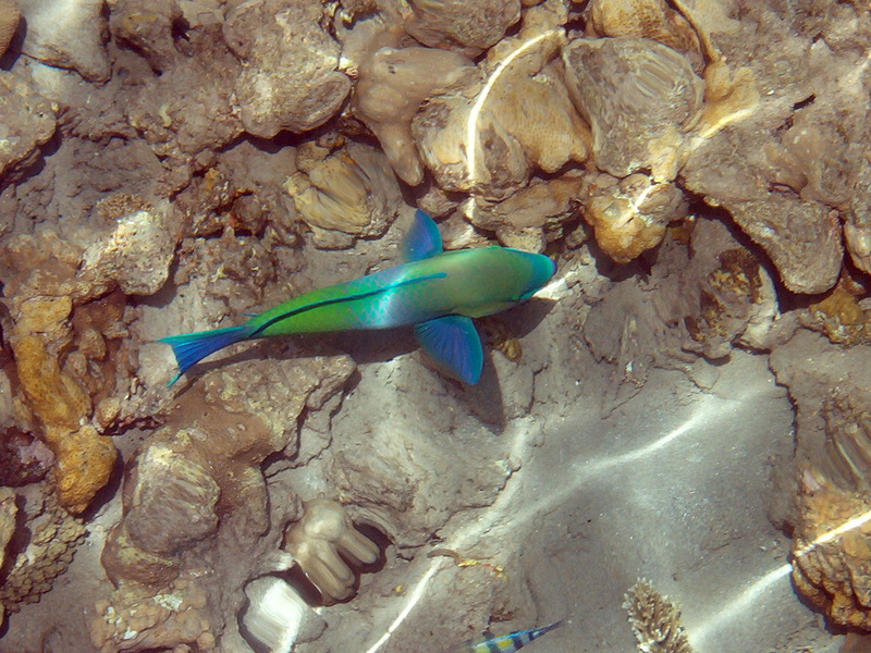 Parrotfish.jpg