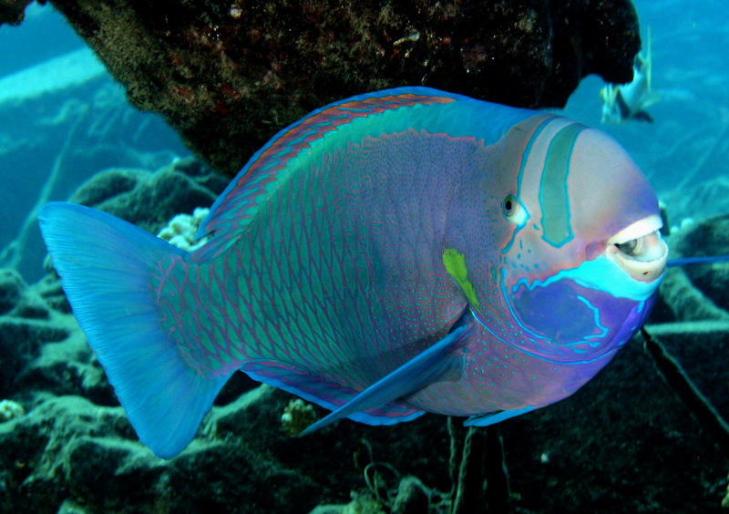 A spectacled parrotfish at Midway Atoll National Wildlife Refuge Spectacled parrotfish, Chlorurus perspicillatus.jpg