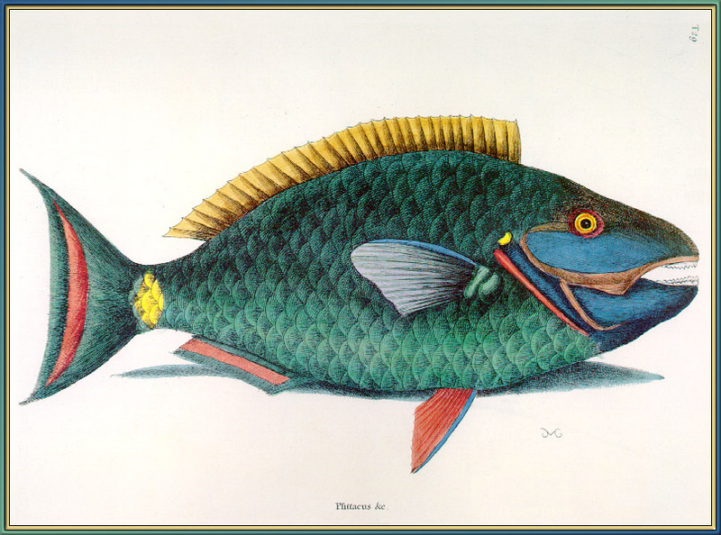Catesby Parrot-Fish-sj.jpg