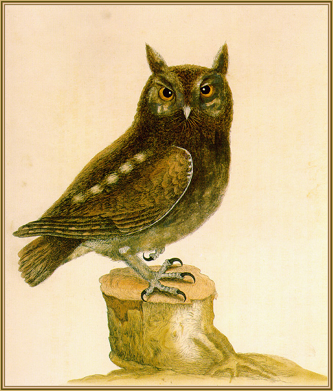 Catesby Screech-Owl-sj.jpg