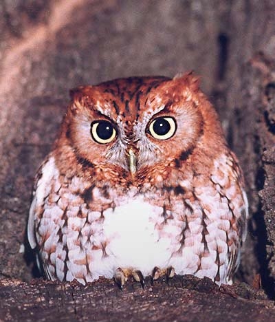 Eastern ScreechOwl Bill Waller-Eastern Screech Owl (Megascops asio).jpg