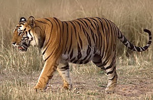 Tigerramki-Royal Bengal Tiger (Panthera tigris tigris).jpg