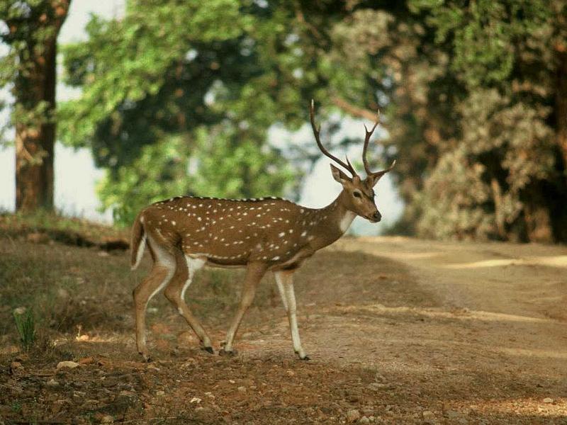 Axis axis Kanha 4kl-chital the white spotted deer.jpg