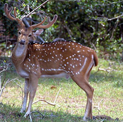 Sri Lankan Axis Deer (Axis axis ceylonensis).jpg