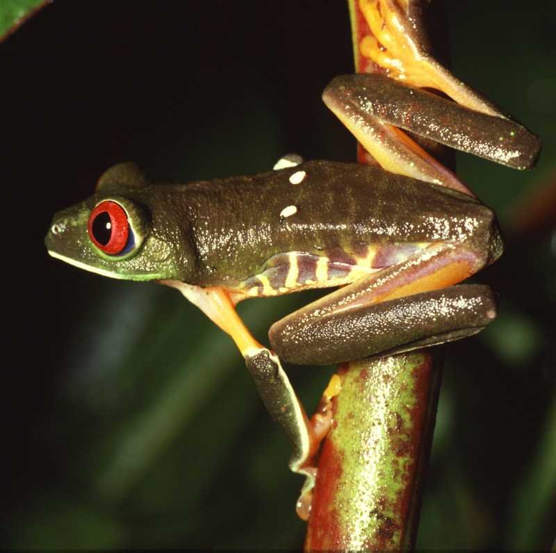 Red-eyed Tree Frog (Agalychnis callidryas).jpg