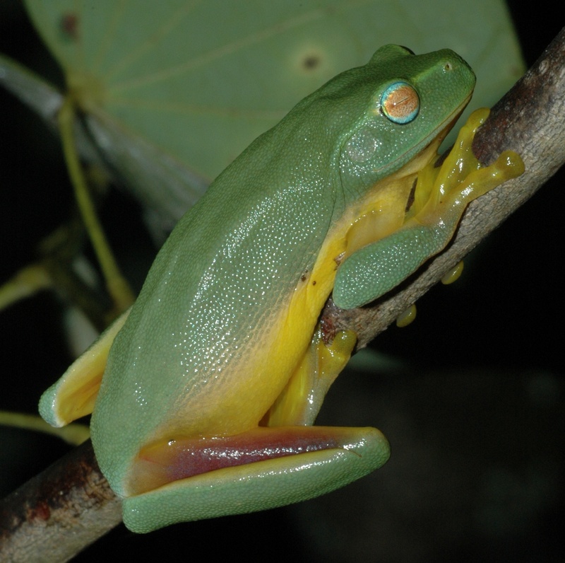 Dainty Green Treefrog (Litoria gracilenta).jpg