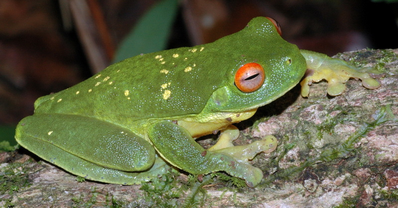 Litoria chloris yellowspots-Southern Orange-eyed Treefrog (Litoria chloris).jpg