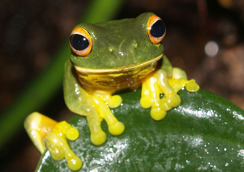 Orange-thighed Frog (Litoria xanthomera).jpg