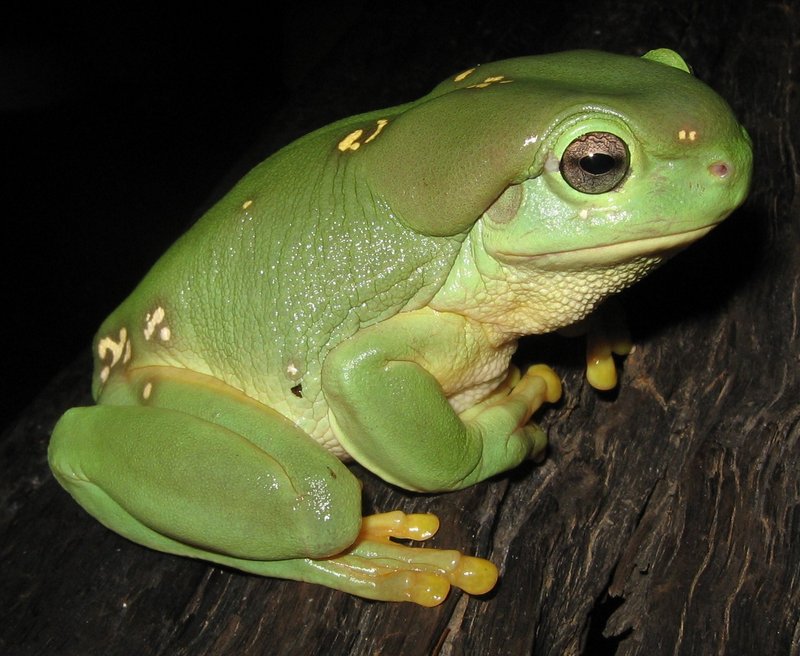 Magnificent Tree Frog or Splendid Tree Frog (Litoria splendida).jpg