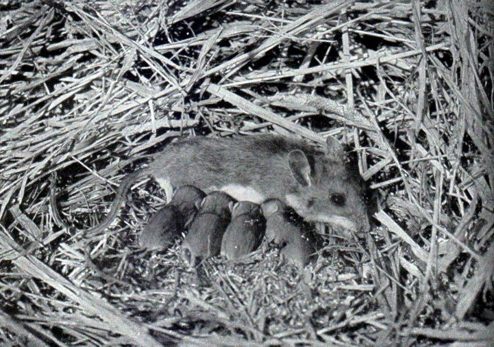 White footed mouse with sucklings-White-footed Mouse (Peromyscus leucopus).jpg