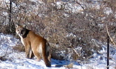 Cougar snow-Cougar (Puma concolor).jpg