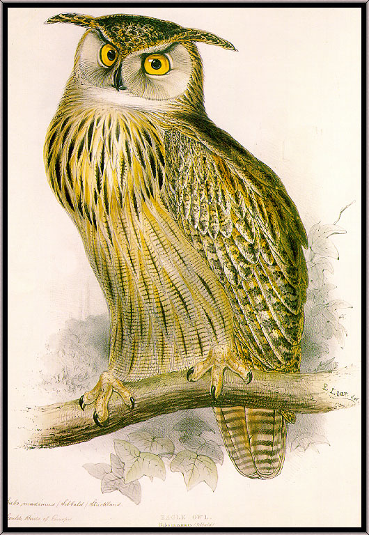 Lear Eagle-Owl-sj.jpg