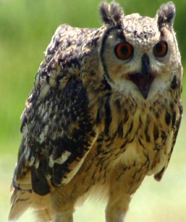 Bengaalse oehoe-Rock Eagle-owl (Bubo bengalensis).jpg