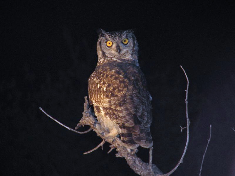 Cape Eagle-owl (Bubo capensis).jpg