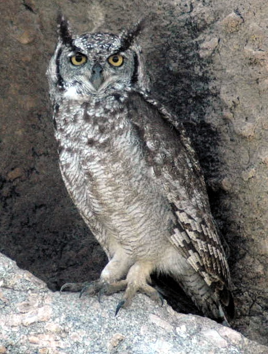 Spotted Eagle Owl (Bubo africanus).jpg