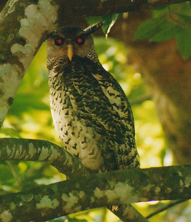 Spot-bellied Eagle-owl (Bubo nipalensis).jpg