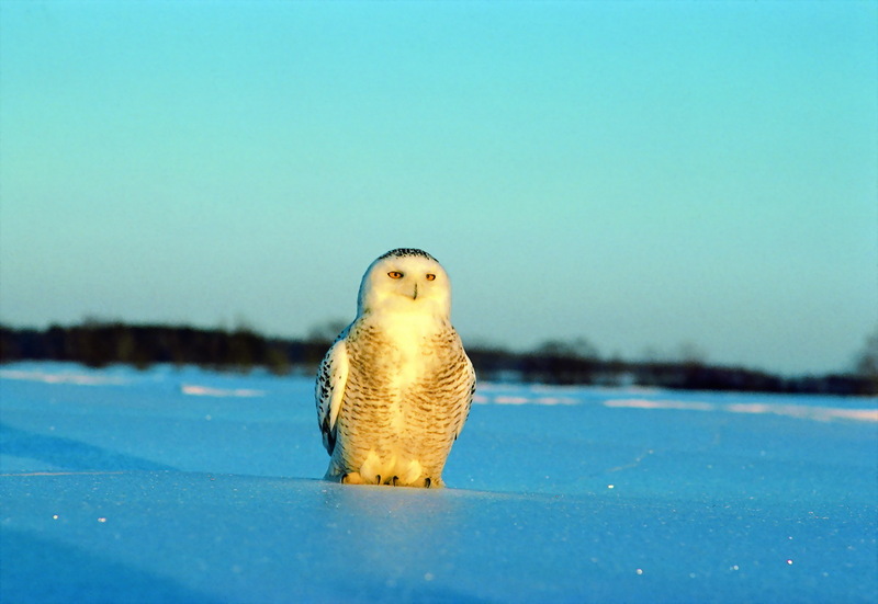 Harfang sur neige Snowy Owl (Bubo scandiacus).jpg