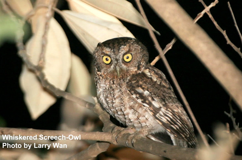 Whiskered Screech-Owl, Megascops trichopsis 2.jpg