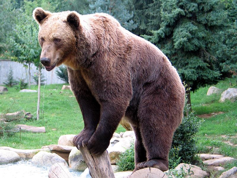 Ours brun parcanimalierpyrenees 1 European Brown Bear (Ursus arctos arctos).jpg