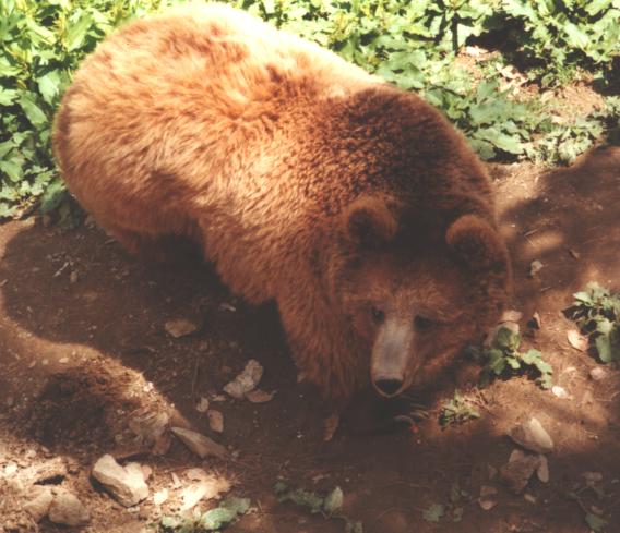 Himalaya bear-Himalayan Brown Bear (Ursus arctos isabellinus).jpg