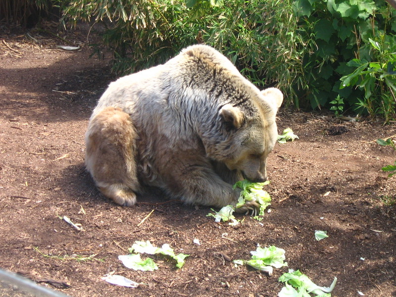 Syrian Brown Bear (Ursus arctos syriacus).jpg