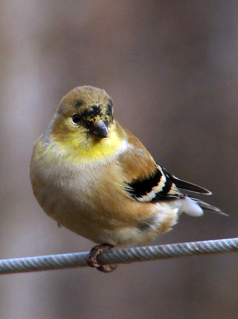 American Goldfinch (Carduelis tristis) winter female.jpg