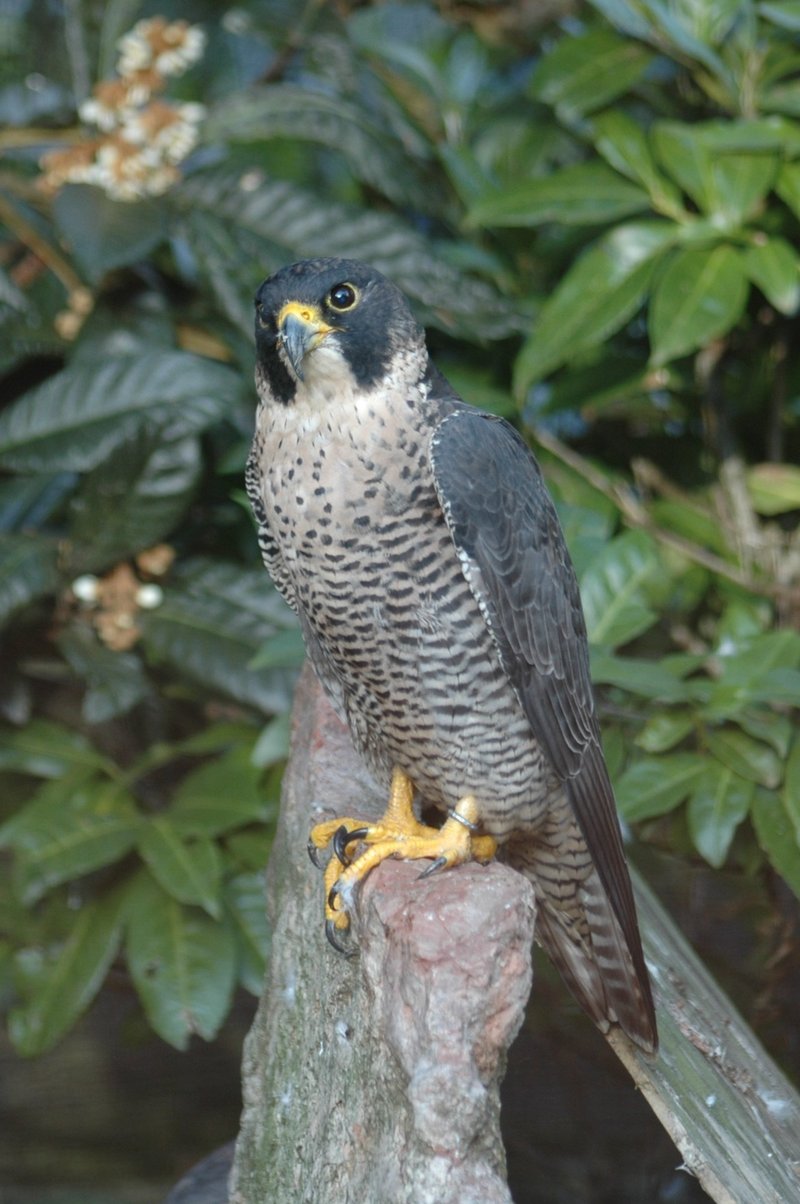Mediterranean Peregrine Falcon, Falco peregrinus brookei.jpg