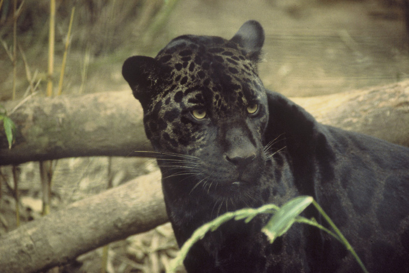 Black jaguar-Black Panther.jpg